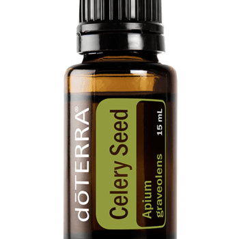 Celery Seed Oil Apium graveolens