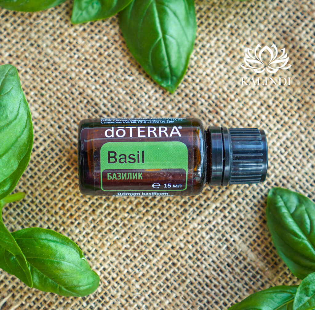 Basil Oil Ocimum basilicum