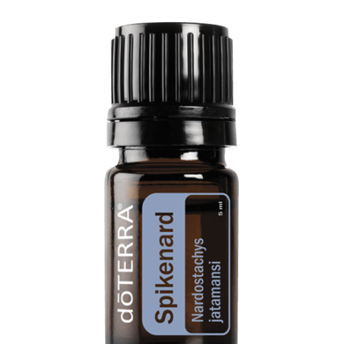 Spikenard Oil Nardostachys jatamansi