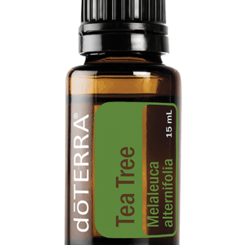 Tea Tree Oil Melaleuca alternifolia