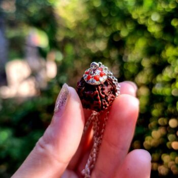 FIVE MUKHI RUDRAKSHA