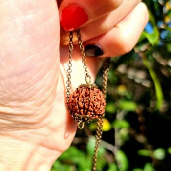 Seven MUKHI RUDRAKSHA