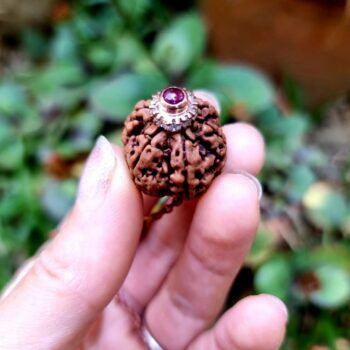 Six-faced rudraksha