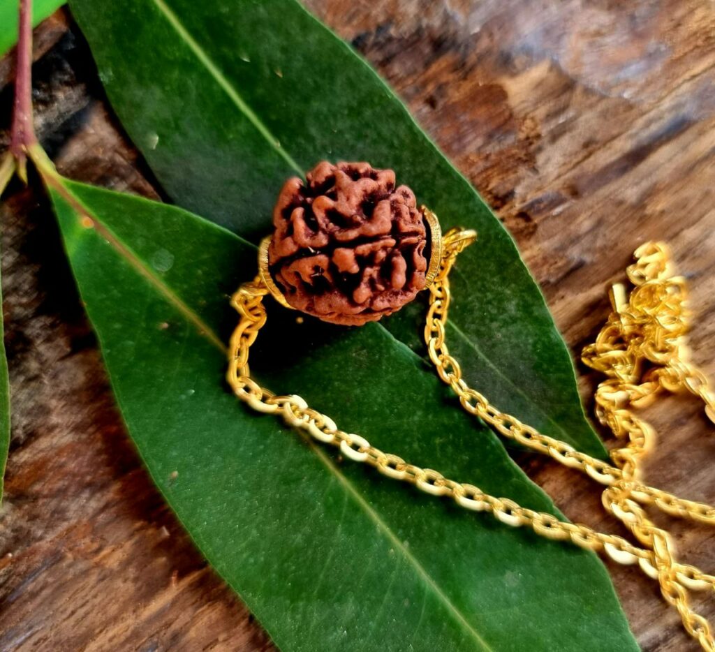 Seven MUKHI RUDRAKSHA