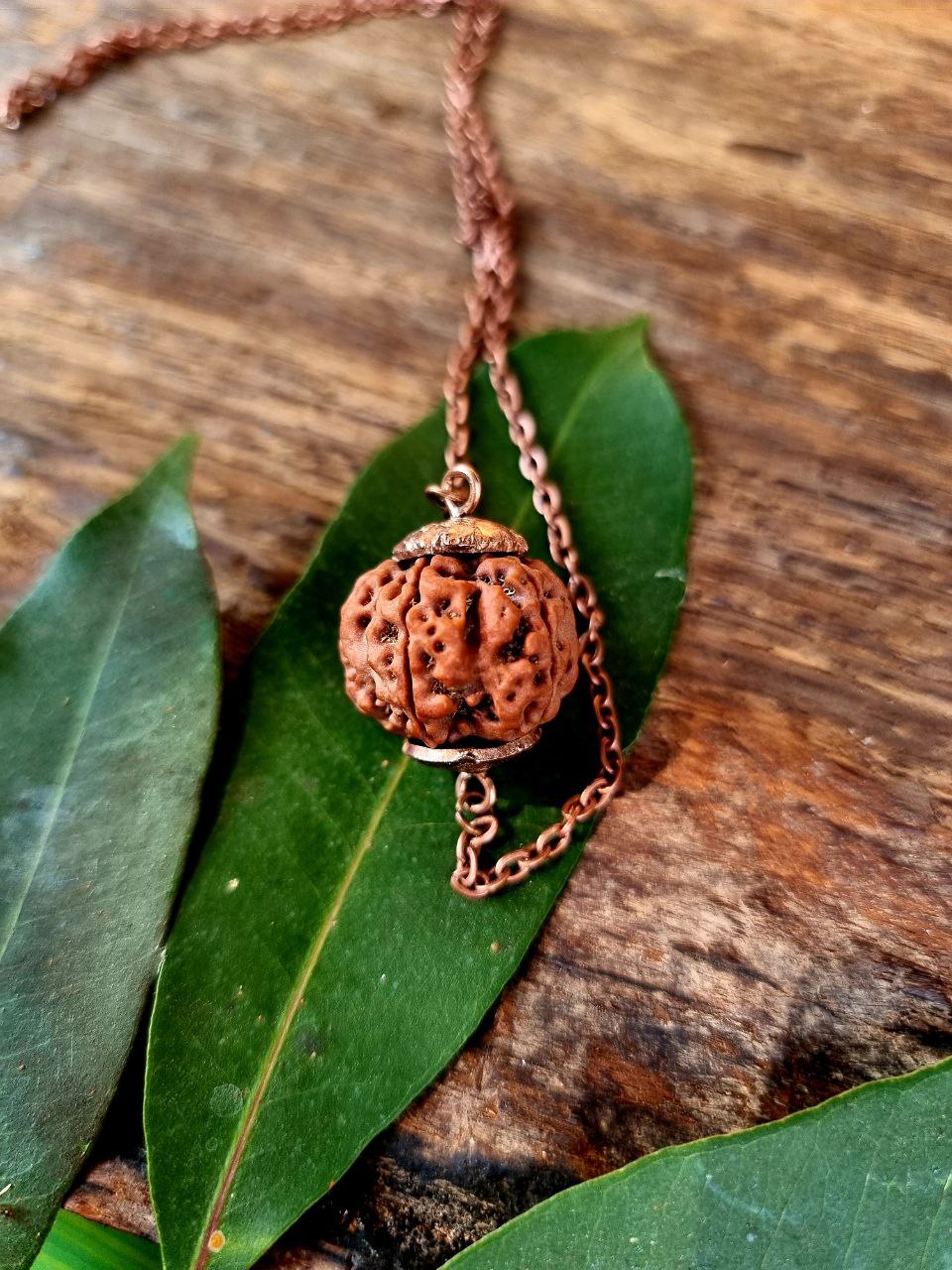 Six Mukhi Rudraksha