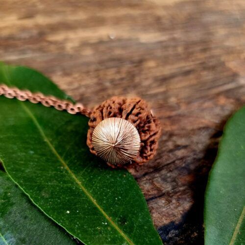 Six Mukhi Rudraksha