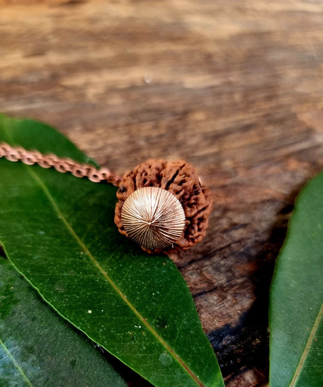 Six Mukhi Rudraksha