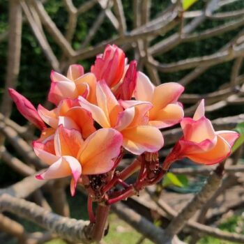 Plumeria seeds 10 Fresh Seeds